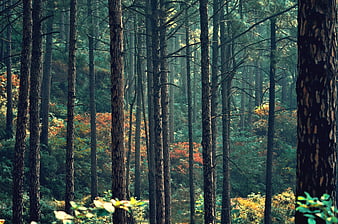 Dense pine forest with autumn foliage and dappled sunlight
