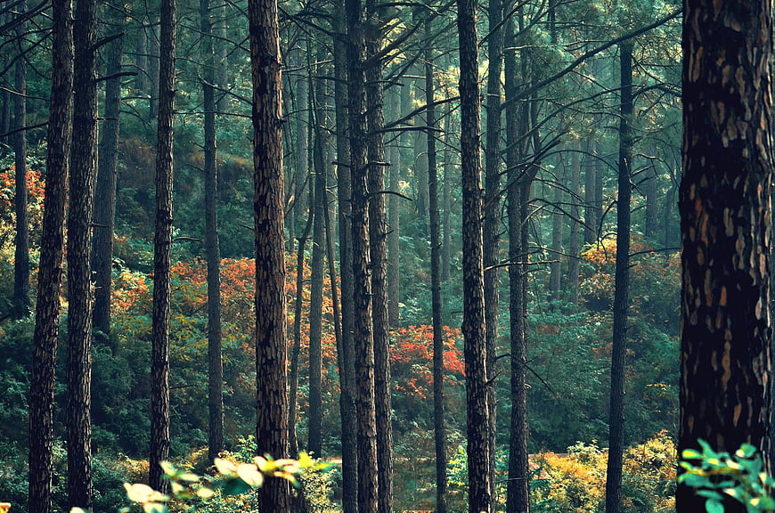 Dense pine forest with autumn foliage and dappled sunlight
