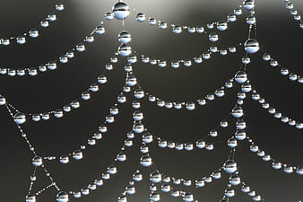 Macro photography of spider web with dew drops