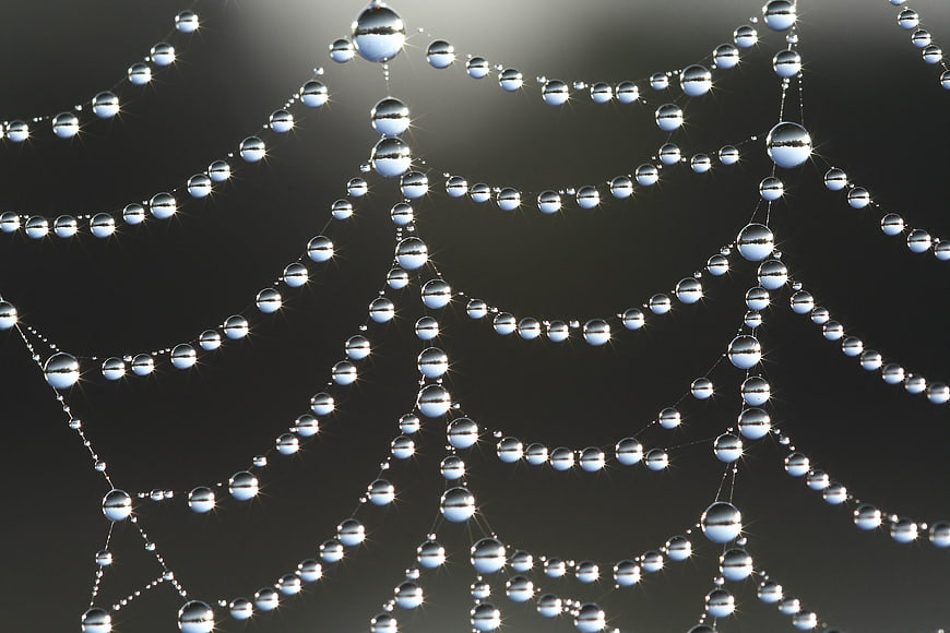 Macro photography of spider web with dew drops