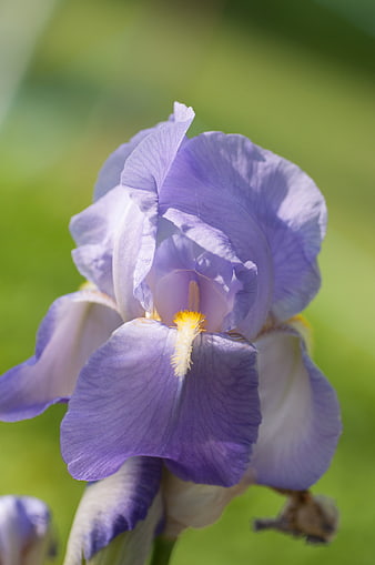 Close-up of a purple iris flower with yellow center