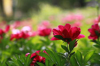 Vibrant Red Peony Flower In A Lush Green Garden