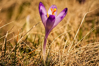 Purple Crocus Flower Blooming in Dry Grass