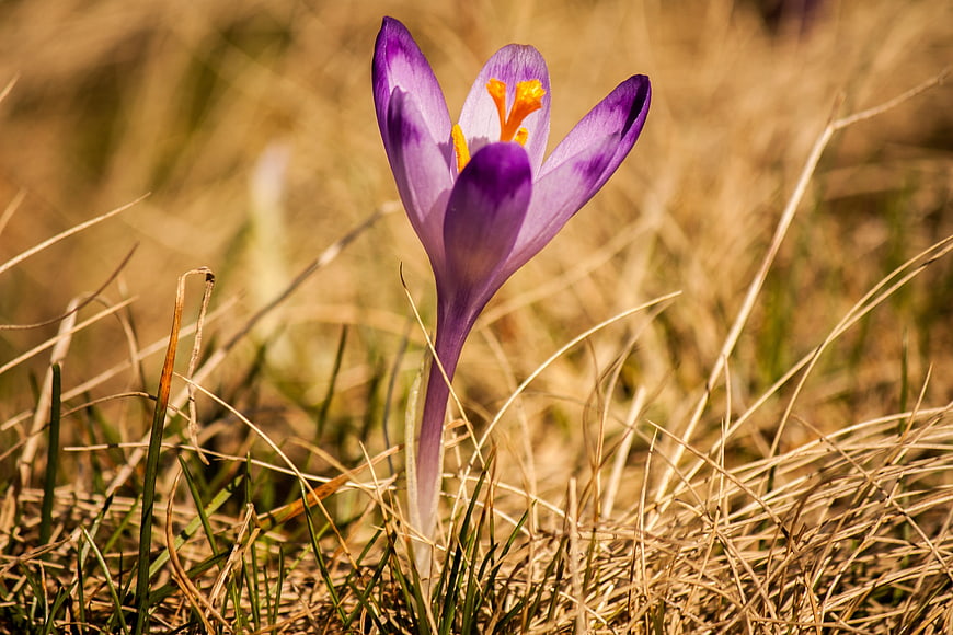 Purple Crocus Flower Blooming in Dry Grass