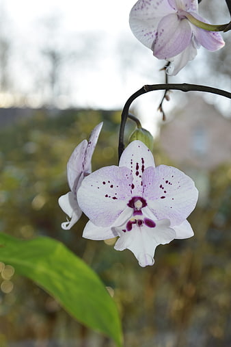 Close-up of white and purple phalaenopsis orchid flowers