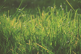 Close-up of green grass with dew drops in sunlight