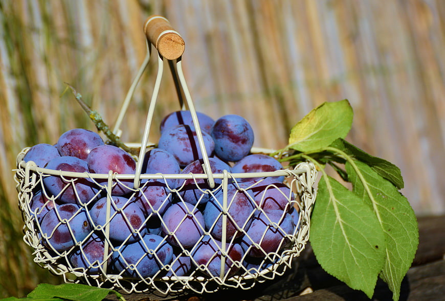 Fresh Ripe Plums in White Wire Basket with Leaves