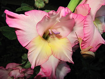 Pink Gladiolus Flower with Snail Close-Up
