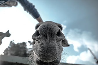 Close-up worm's eye view of a camel's nose and whiskers