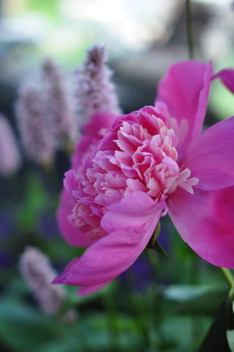 Close-up of vibrant pink peony flower in garden