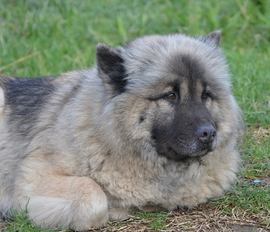 Fluffy Eurasier Dog Lying on Green Grass