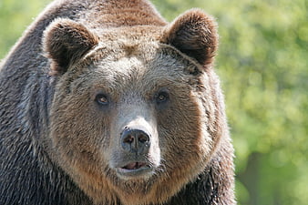 Close-up portrait of a brown bear with blurred green background