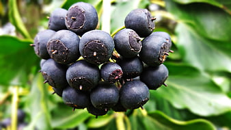 Close-up of dark blue elderberry cluster on green leaves