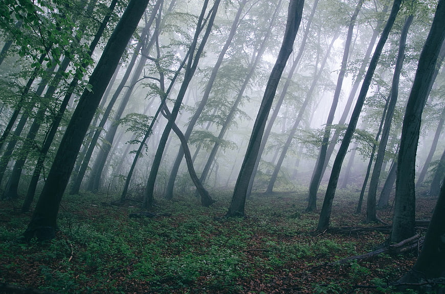 Misty forest with tall trees and foggy atmosphere