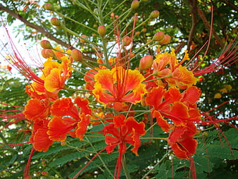 Vibrant Red and Yellow Royal Poinciana Flowers in Bloom