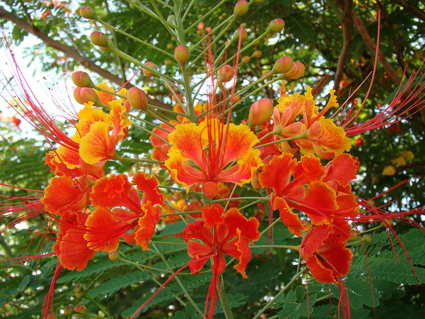 Vibrant Red and Yellow Royal Poinciana Flowers in Bloom