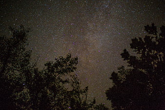 Milky Way Galaxy Over Silhouetted Trees at Night
