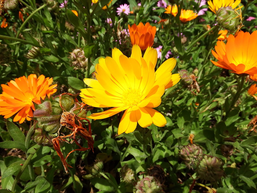 Vibrant yellow and orange calendula flowers in a garden