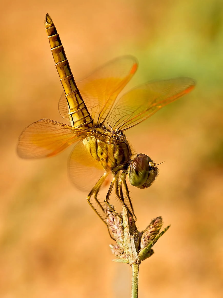 Close-up of a golden dragonfly perched on a plant stem