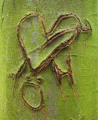 Carved Heart and Initials on Green Tree Bark