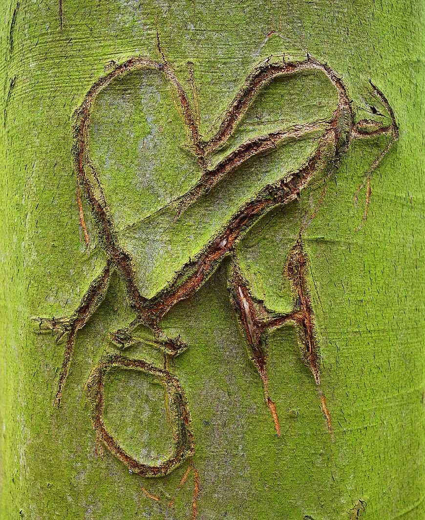Carved Heart and Initials on Green Tree Bark