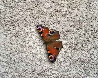 Peacock butterfly resting on textured concrete wall
