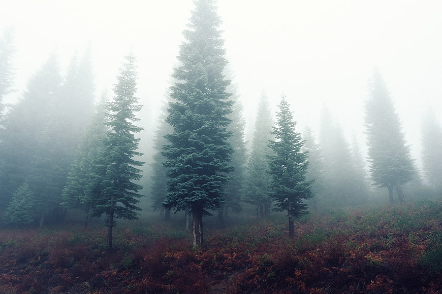 Misty coniferous forest with autumnal undergrowth