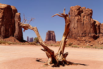 Weathered dead tree in Monument Valley desert landscape