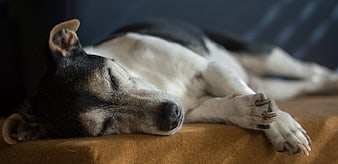Senior Jack Russell Terrier Sleeping Peacefully On A Couch
