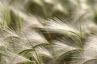 Close-up of feathery foxtail grass swaying in the wind