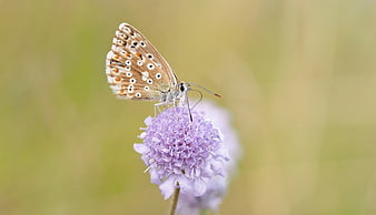 Close-up of a butterfly on a purple scabious flower