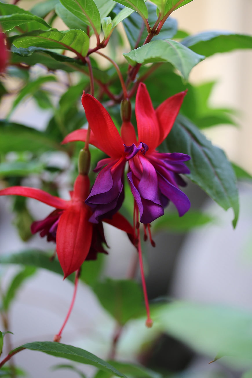 Vibrant Red and Purple Fuchsia Flowers Hanging