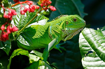 Green Iguana on Tropical Leaves with Red Flowers