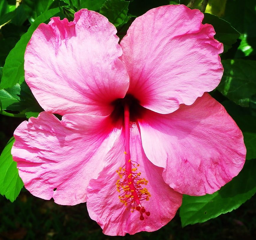 Vibrant Pink Hibiscus Flower Close-Up