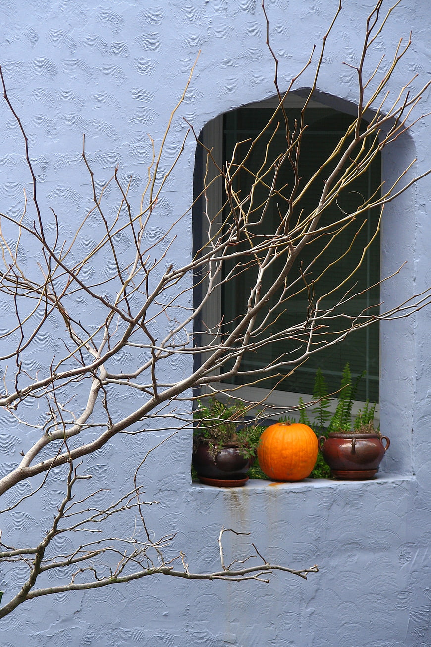 Orange pumpkin on window sill with bare branches against blue wall