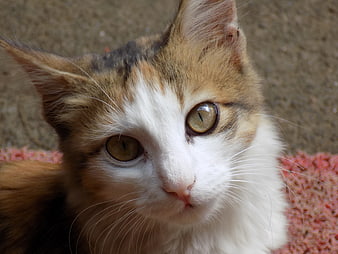 Close-up portrait of a calico cat with green eyes