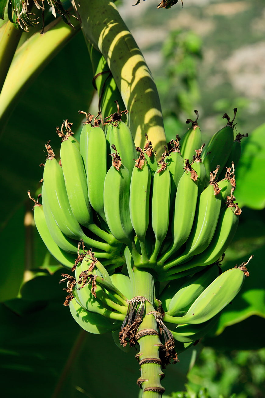 Close-up of green bananas growing on a tropical tree