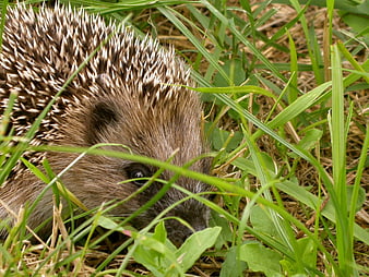 Close-up of a hedgehog hiding in green grass