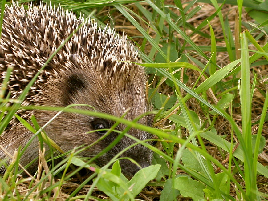 Close-up of a hedgehog hiding in green grass