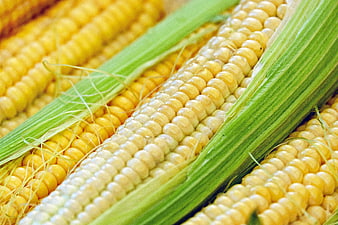 Close-up of fresh yellow and white corn on the cob