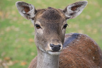 Close-up portrait of a brown deer in a green field