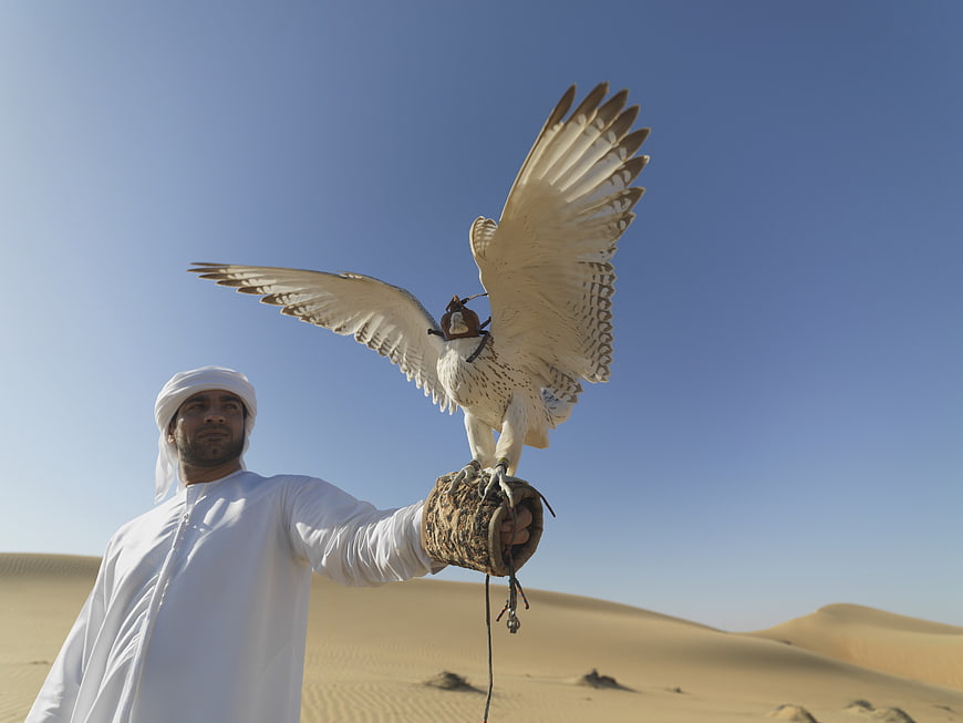 Arabian Falconer with Falcon in Desert
