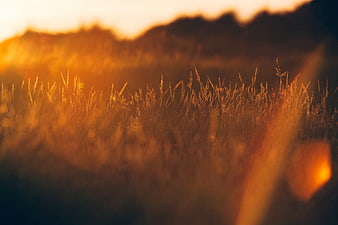 Golden sunlight illuminating tall grass in a field at sunset