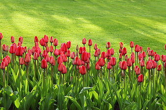 Vibrant Red Tulips Blooming in Green Spring Garden