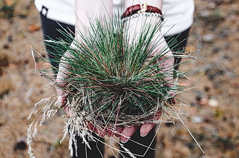 Hands holding small green grass plant outdoors