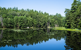 Serene forest lake with perfect tree reflections in calm water