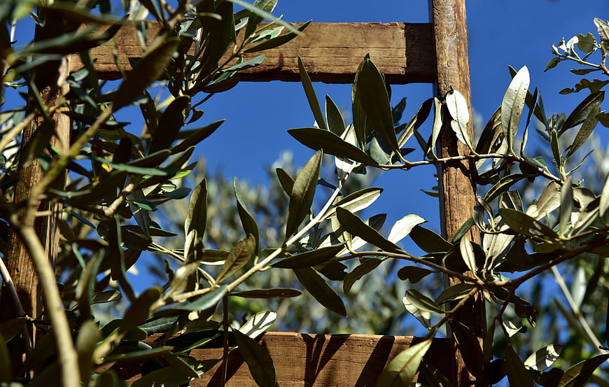 Olive branches growing through a rustic wooden ladder frame
