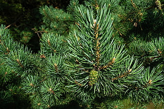 Close-up of green pine needles and small cone on branch