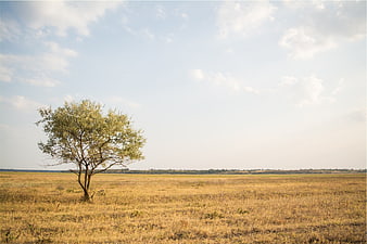 Lone Tree in Golden Savanna Field Under Blue Sky