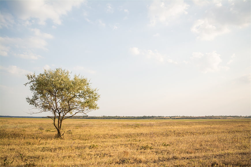 Lone Tree in Golden Savanna Field Under Blue Sky
